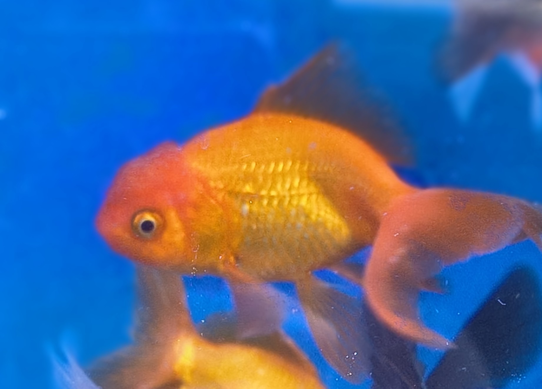Premium Tricolor Oranda Goldfish - Shanghai Imported | Fish R Us - Image 7