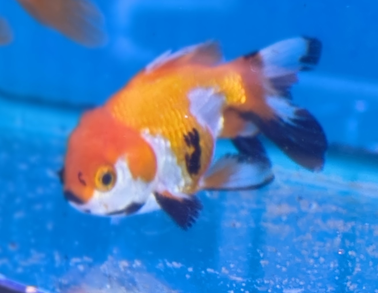 Premium Tricolor Oranda Goldfish - Shanghai Imported | Fish R Us - Image 8
