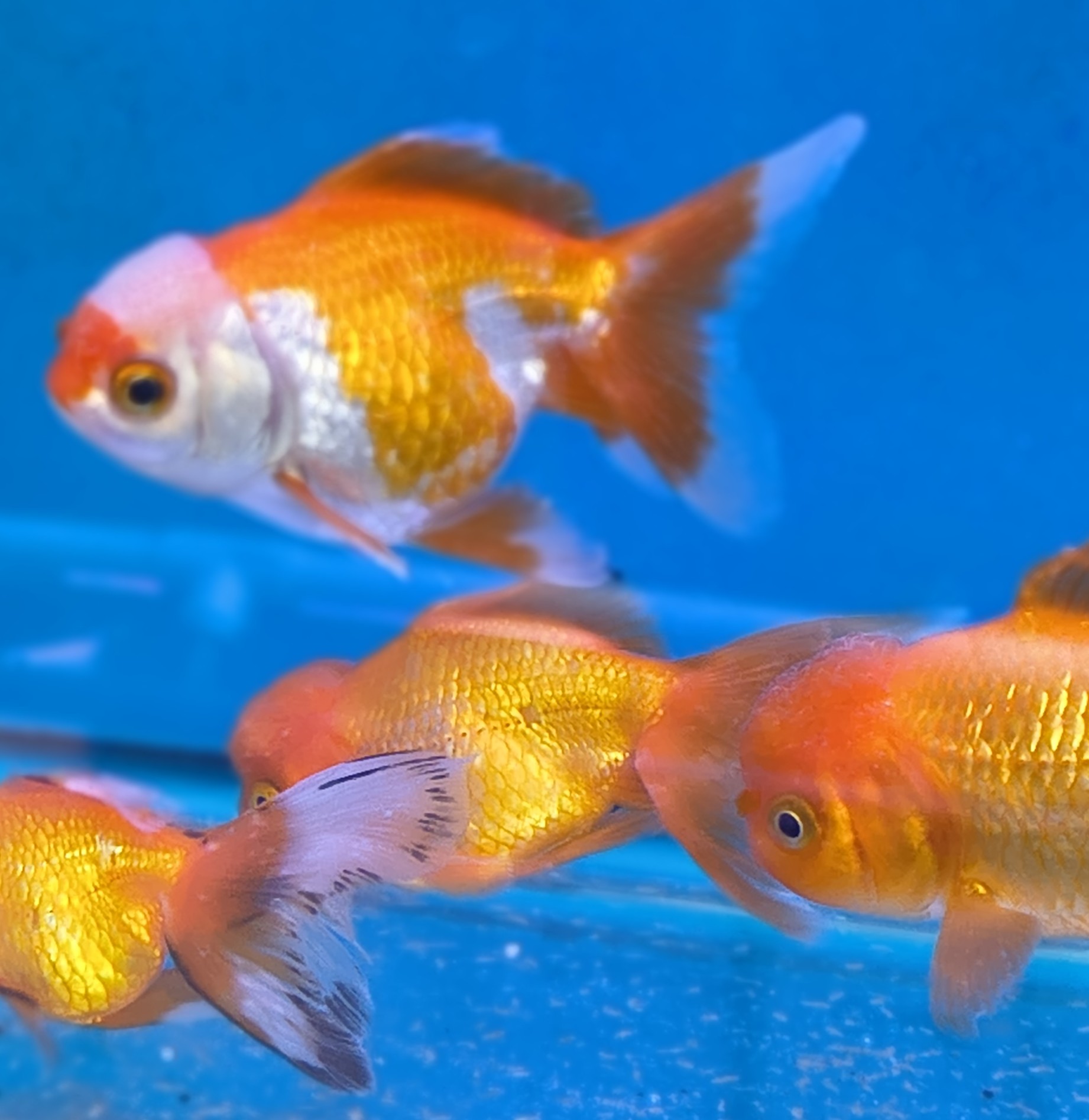 Premium Tricolor Oranda Goldfish - Shanghai Imported | Fish R Us - Image 9
