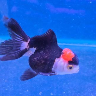 Grade AAA Premium Tricolor Oranda Goldfish - Shanghai Imported | Fish R Us