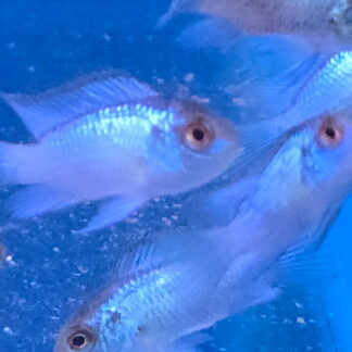 Stunning Electric Blue Acara (Andinoacara pulcher) | Vibrant Community Gem | Fish R Us