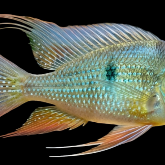 Vibrant Geophagus Heckelii (Threadfin Acara) | Stunning Eartheater | Fish R Us