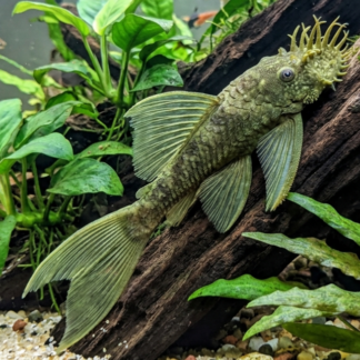 Charming Green Dragon Bushynose Pleco (Ancistrus sp.) | Peaceful Cleanup Superstar | Fish R Us
