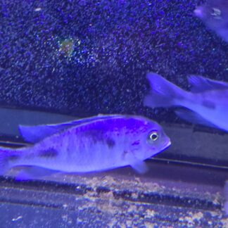 Majestic Hap. Moorii Dolphin Cichlid (Cyrtocara moorii) | Fish R Us