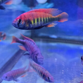 Breathtaking Hap. Pundamilia Nyererei (Crimson Flame Cichlid) | Fish R Us