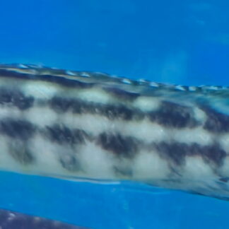 Elegant Regani Julie (Julidochromis regani) | Charming Rock-Dwelling Favorite | Fish R Us