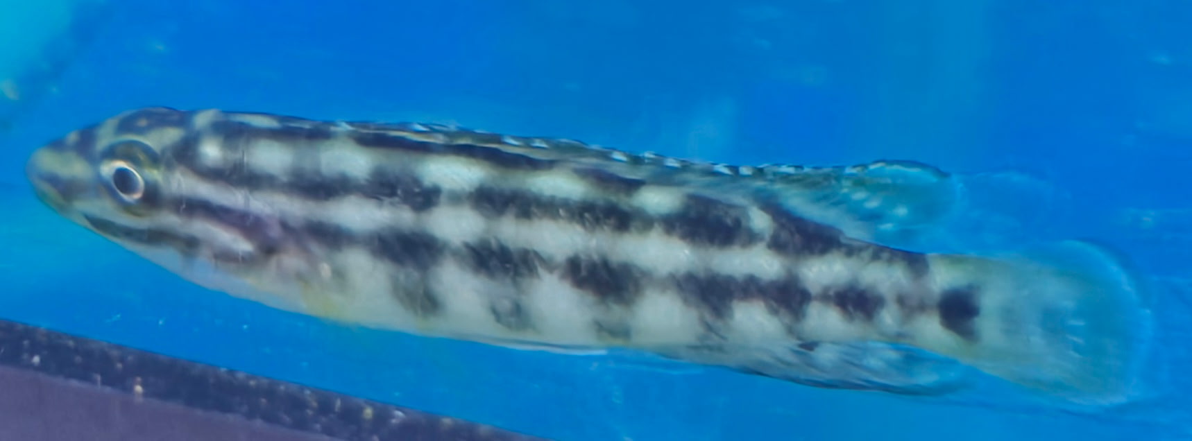Elegant Regani Julie (Julidochromis regani) | Charming Rock-Dwelling Favorite | Fish R Us