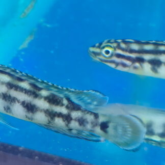 Elegant Regani Julie (Julidochromis regani) | Charming Rock-Dwelling Favorite | Fish R Us