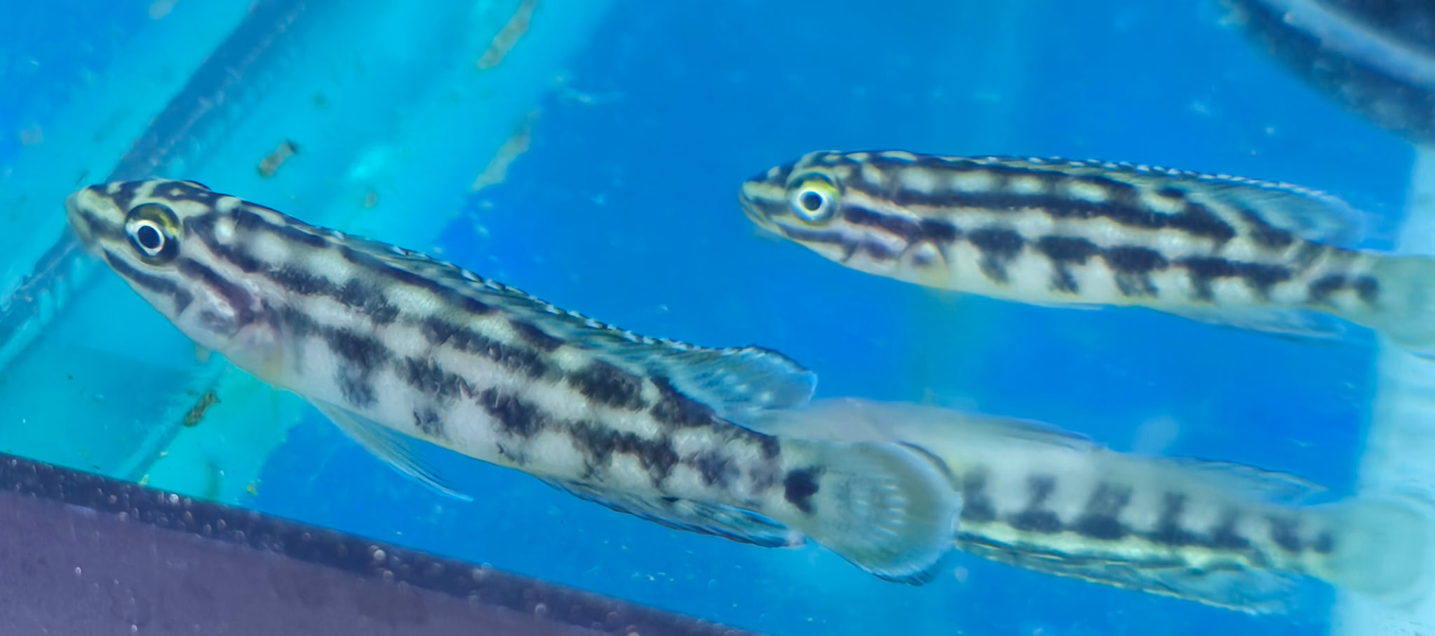 Elegant Regani Julie (Julidochromis regani) | Charming Rock-Dwelling Favorite | Fish R Us - Image 2