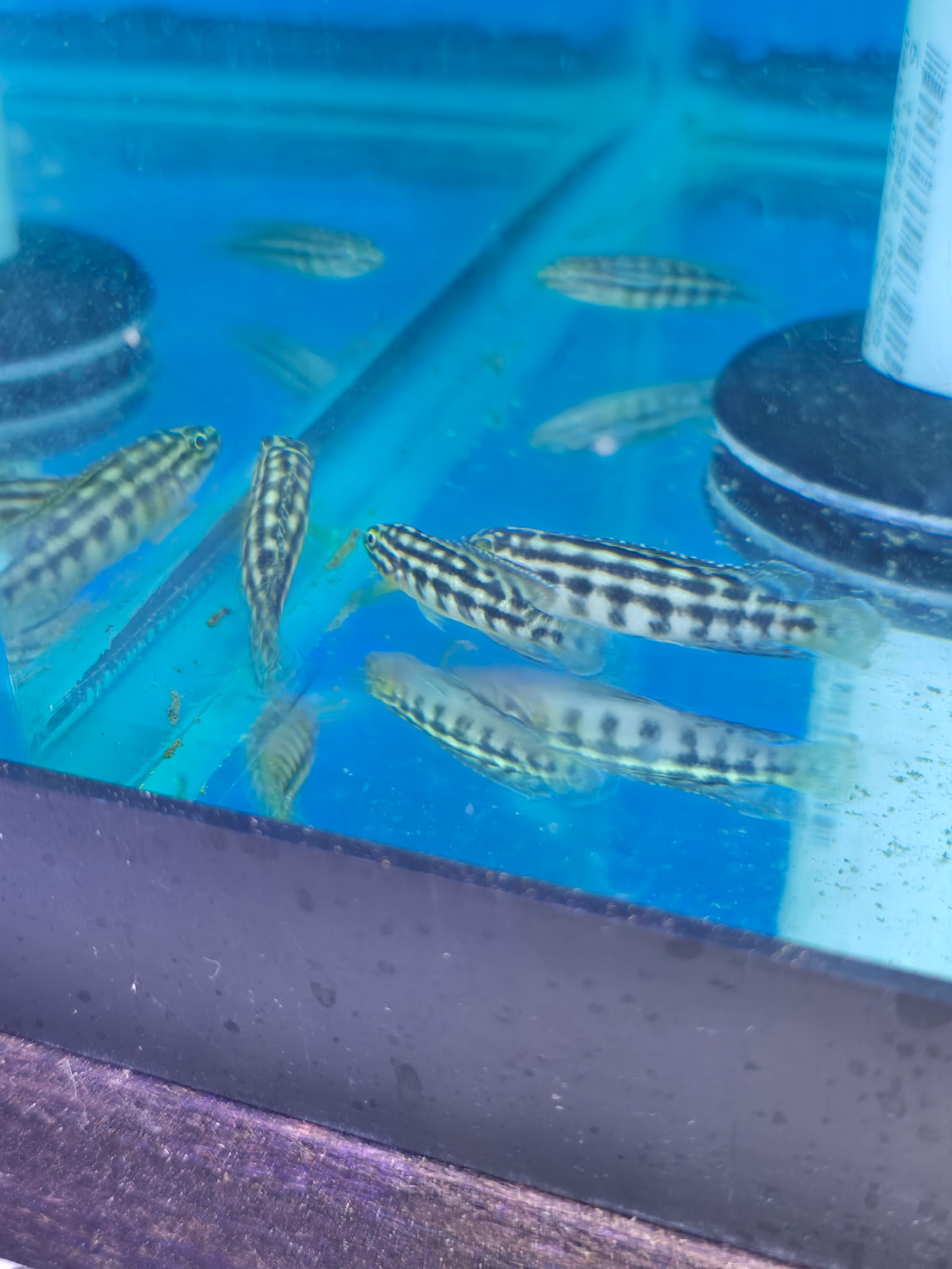 Elegant Regani Julie (Julidochromis regani) | Charming Rock-Dwelling Favorite | Fish R Us - Image 3