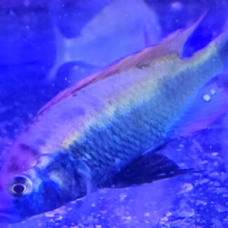 Radiant Hap. Ruby Green Cichlids (Haplochromis sp. "Ruby Green") | Spectacular Quality | Fish R Us