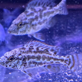 Hap. Polystigma Cichlids (Nimbochromis polystigma) | Fish R Us