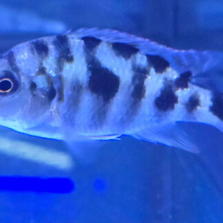 Magnificent Hap. VC-10 Cichlids (Placidochromis milomo) | Bold Quality | Fish R Us