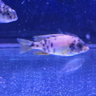 Spectacular Hap. OB Fire (aka OB Red Empress) Cichlids | Radiant Show Quality | Fish R Us
