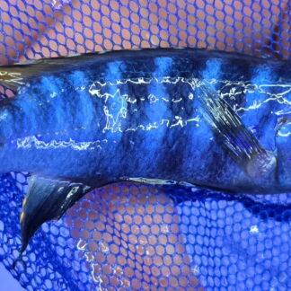 Vibrant Ps. Chewere Zebra Cichlid (Pseudotropheus sp. "Elongatus Chewere") | Fish R Us