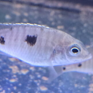 Stunning Ivory Crest Mloto (Copadichromis mloto "Likoma Island") Utaka Cichlids | Fish R Us