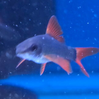 Magnificent Redtail Shark (Epalzeorhynchos bicolor) | Striking Velvet Showstopper | Fish R Us