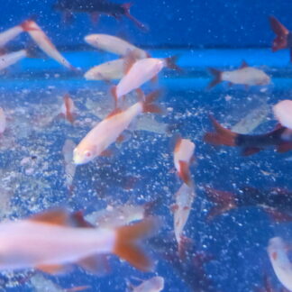 Spectacular Albino Redtail Shark (Epalzeorhynchos bicolor var. "Albino") | Radiant Aquarium Jewel | Fish R Us