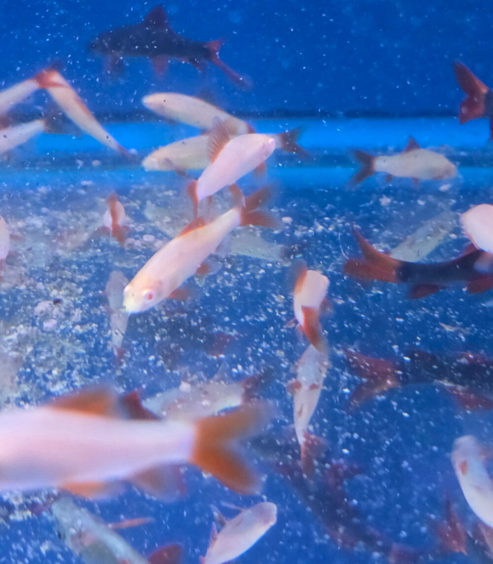 Albino Rainbow Shark (Epalzeorhynchos frenatum) – Unique White & Red Freshwater Algae Eater | Fish R Us