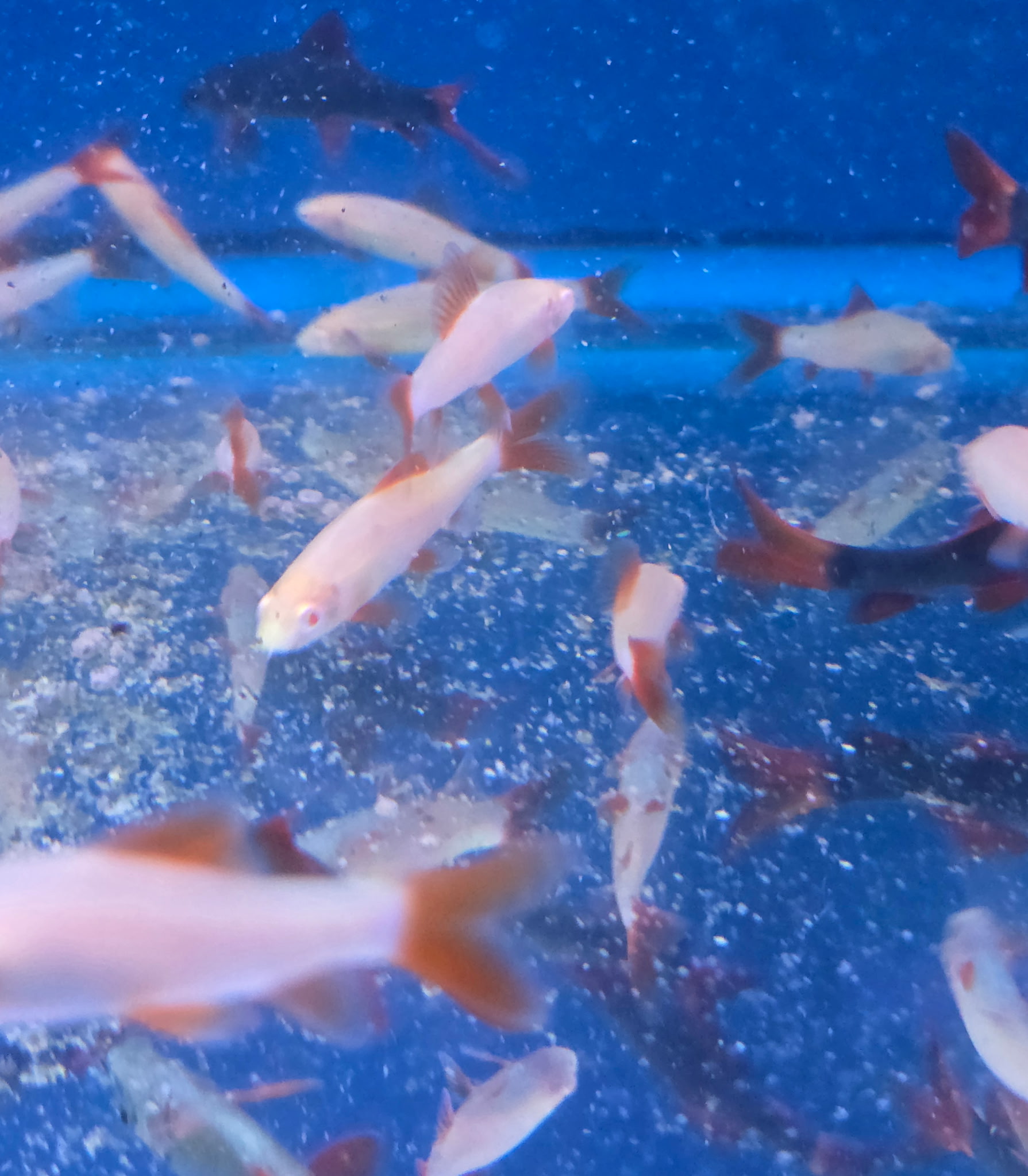 Spectacular Albino Redtail Shark (Epalzeorhynchos bicolor var. "Albino") | Radiant Aquarium Jewel | Fish R Us