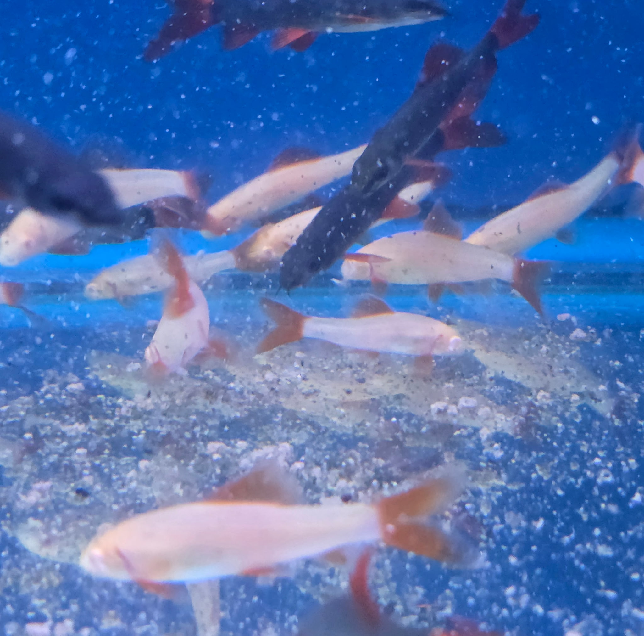 Spectacular Albino Redtail Shark (Epalzeorhynchos bicolor var. "Albino") | Radiant Aquarium Jewel | Fish R Us - Image 2