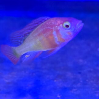 Spectacular Hap. Albino Flameback Cichlids (Haplochromis sp.) | Fish R Us