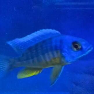Impressive Hap. Blue Insignis Cichlids (Protomelas sp.) | Fish R Us