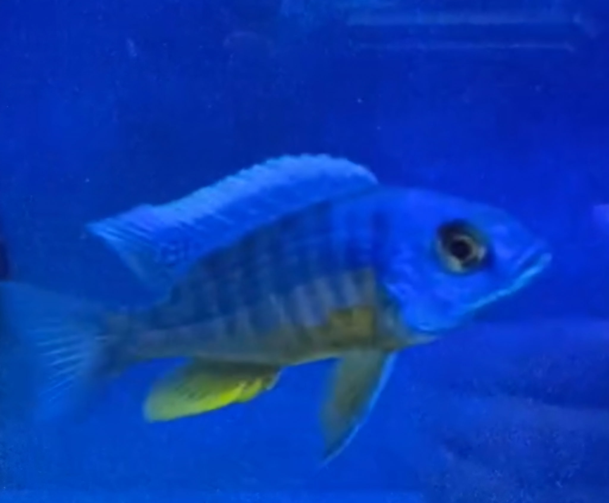 Impressive Hap. Blue Insignis Cichlids (Protomelas sp.) | Fish R Us