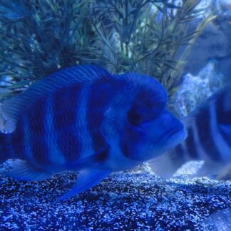 Majestic 6-Bar Burundi Frontosa – Premium African Cichlid | Fish R Us