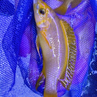 Neolamprologus Leleupi "Longior Super Orange" | Fish R Us