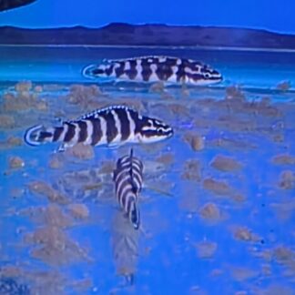 Julidochromis Transcriptus "Gombe" (Masked Julie) | Fish R Us