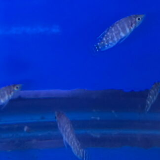 Alto Calvus "Black Ink Fin" (Livua) | Fish R Us