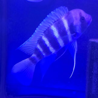 Frontosa 7-Stripe "Kigoma" (Male) | Fish R Us