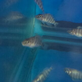 Alto Compressiceps "Mandarin Orange" | Fish R Us