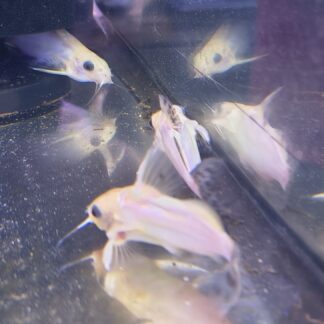 Synodontis Golden Nigrita Catfish | Fish R Us