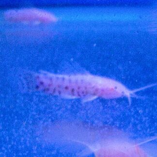 Spotted Albino Hoplo Catfish (Megalechis thoracata) | Fish R Us