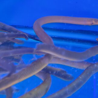 Premium African Ropefish (Reedfish) | Unique Oddball | Fish R Us