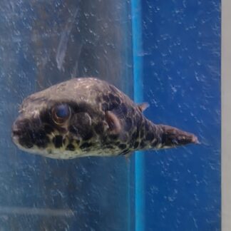 Spotted Congo Puffer (Schoutedeni Spotted Puffer) | Fish R Us